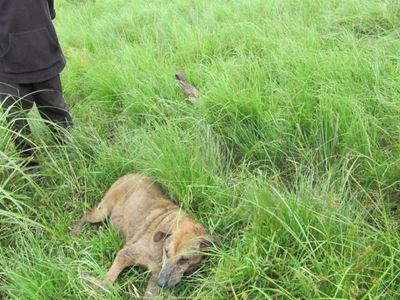 Hond aan die brand gesteek